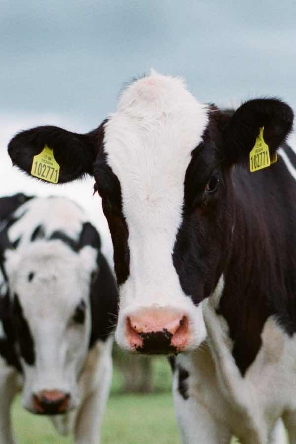 Vacas lecheras Holstein mirando a cámara en granja de Fuentesaúco para producción láctea